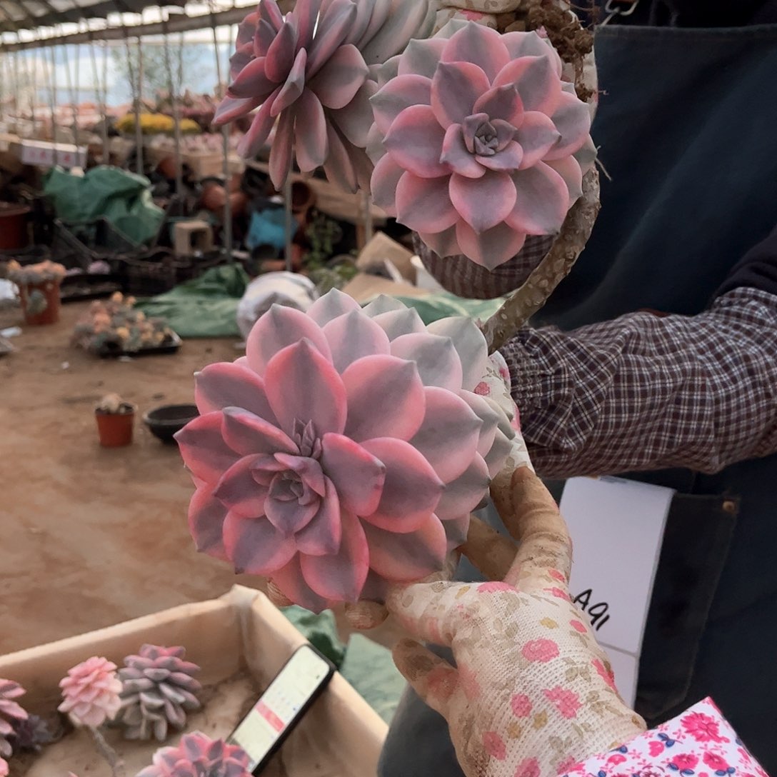 糖**儿多肉植物紫乐景A90