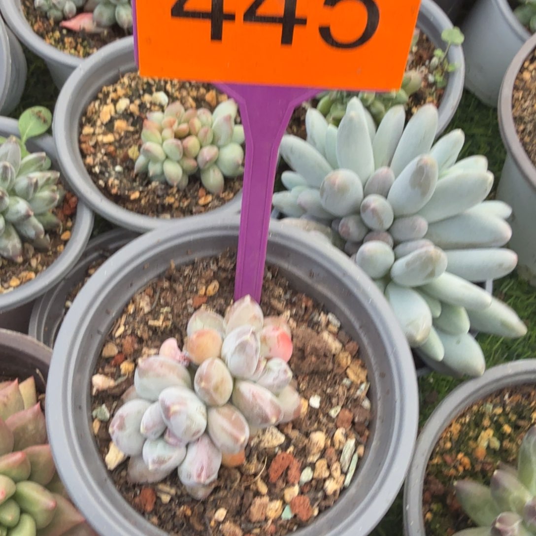 春***里多肉植物漂亮多肉445