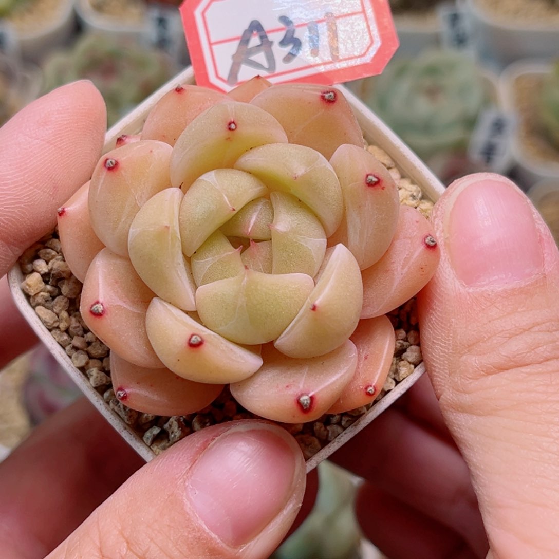 A311一物一拍 孤品珍妮