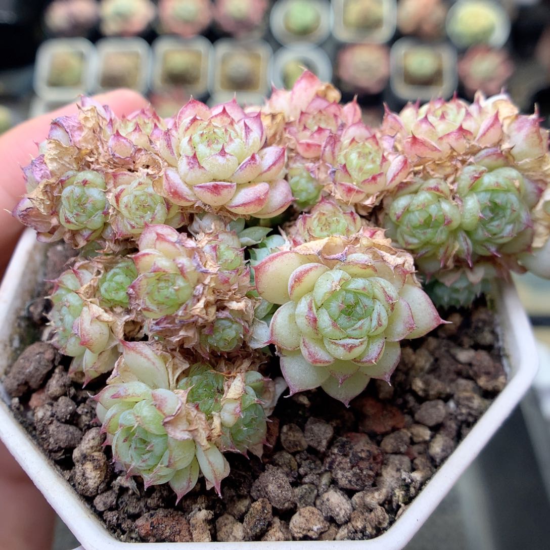 X21虞姬麦杆，20包邮两天凑单偏远地区不发货