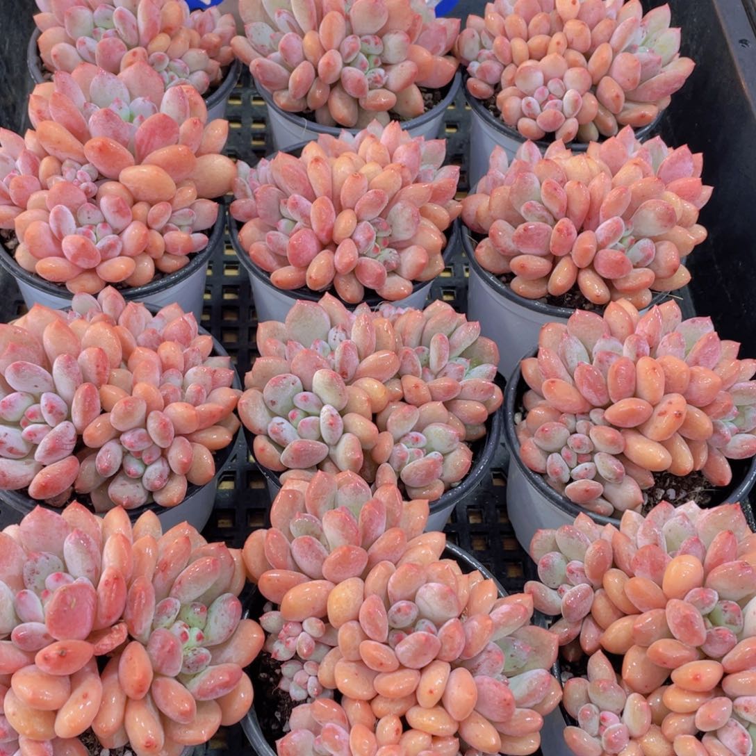 量拍115号 塞尔达公主大群生四头起一个