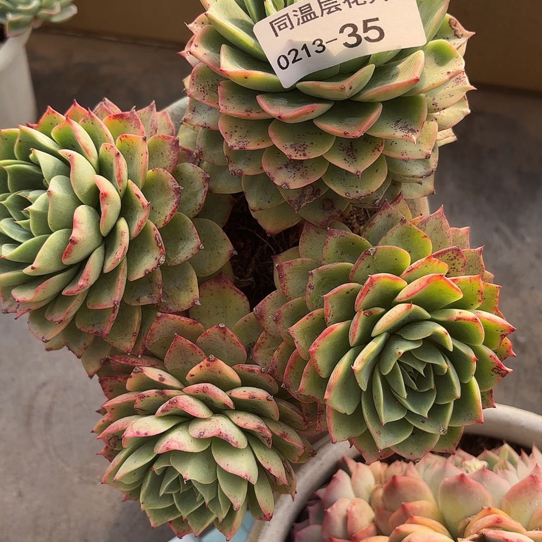 同温层多肉35明珠美人