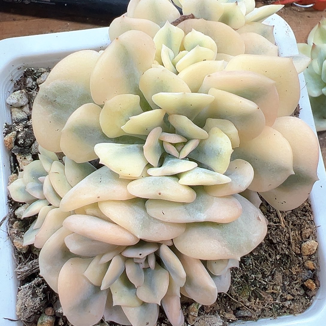 雪精灵锦 小方花圃一物一拍