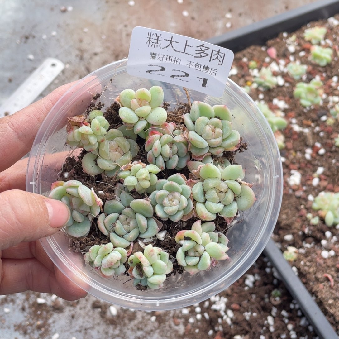 糕大上多肉植物221