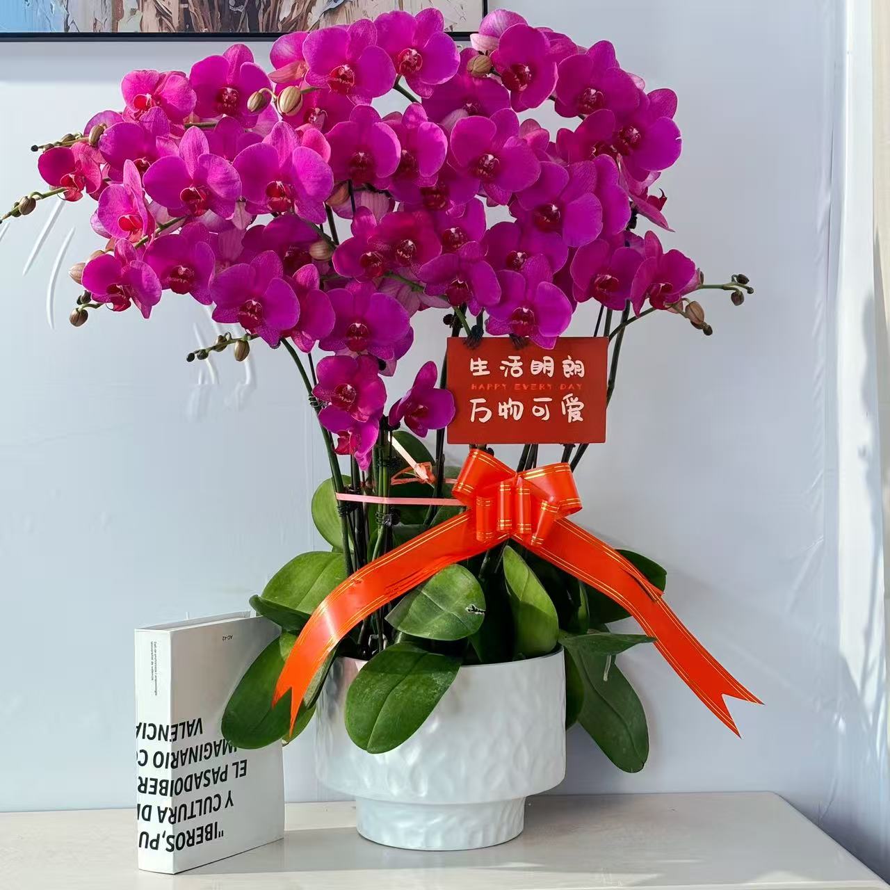 鼎胜【红运来】蝴蝶兰盆栽花卉观花植物室内四季开花优质耐旱6-8