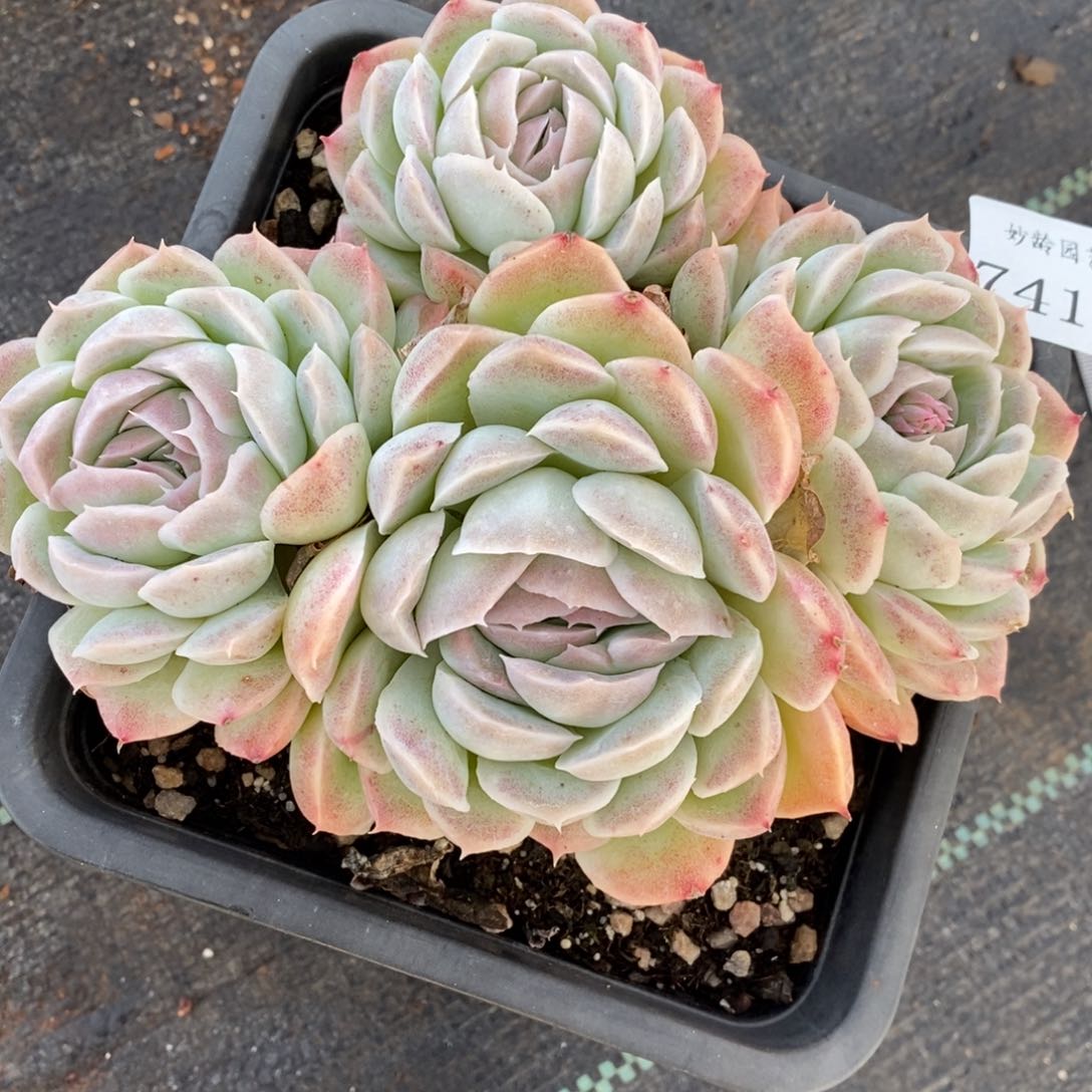 7415杂交多肉老桩