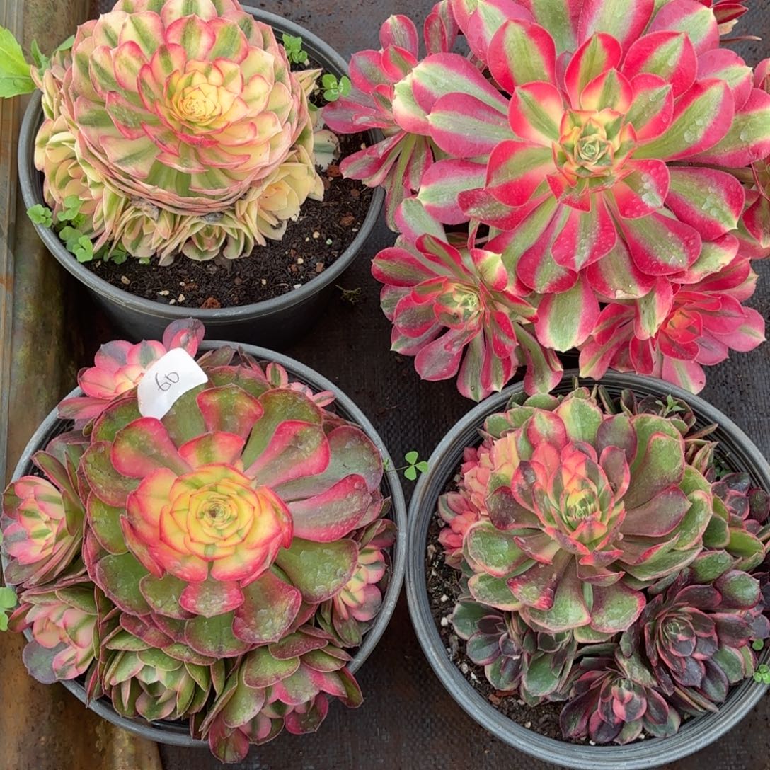 云南多肉植物组拍