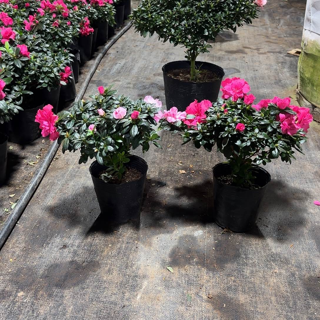 q***n完全开放8965两棵五宝