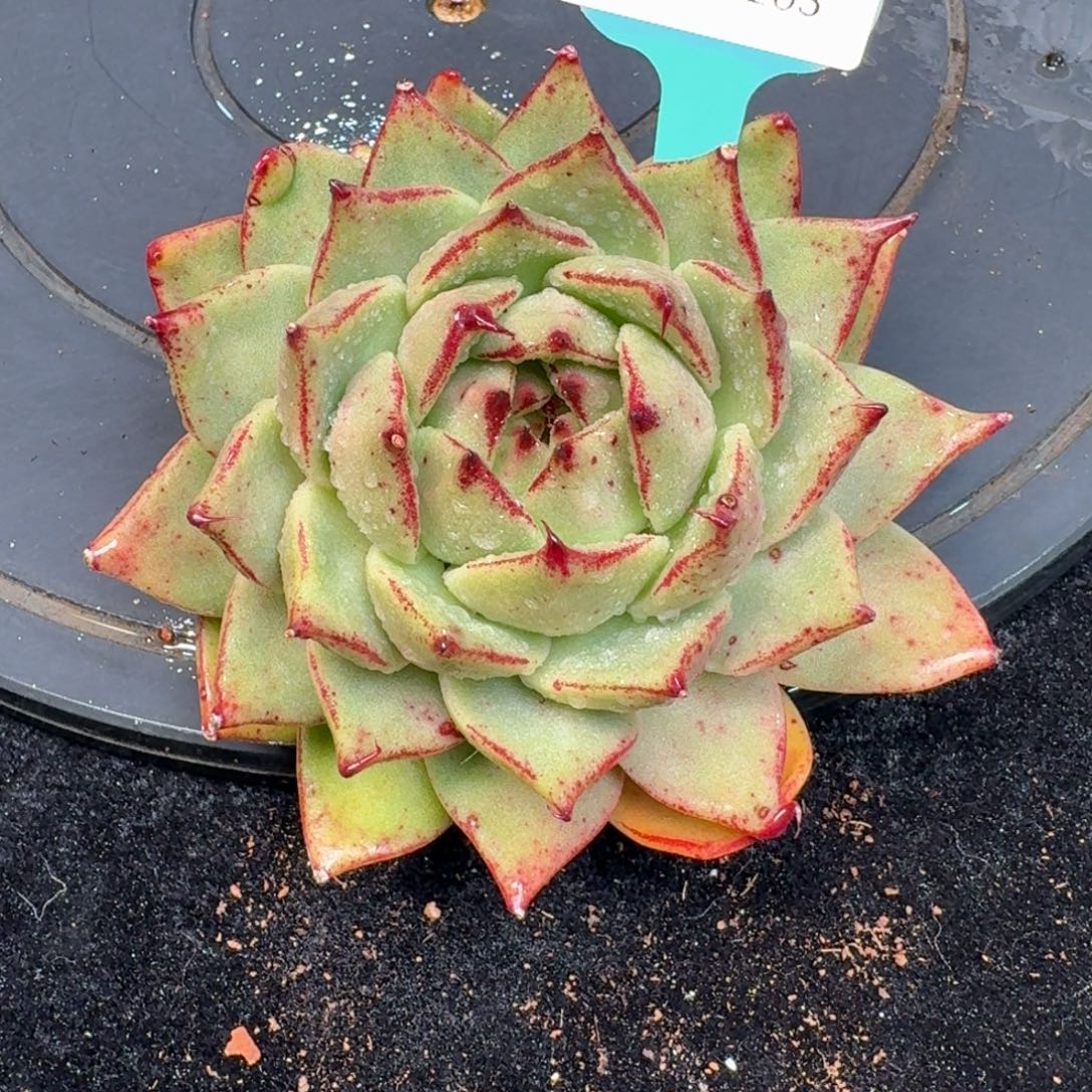 从前慢多肉精选编号1220.263