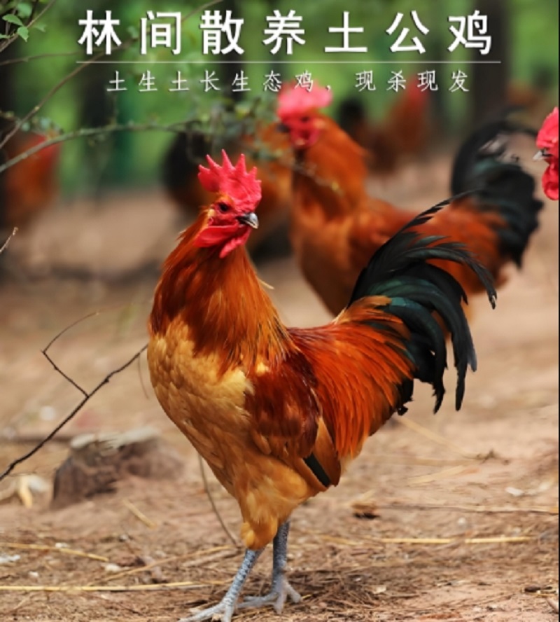（京东快递）方小妹自家散养土鸡纯谷物喂养成年大公鸡五个月以上
