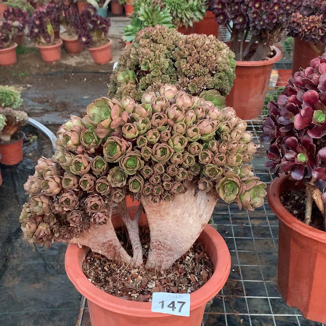 147万圣节朵朵微瑕