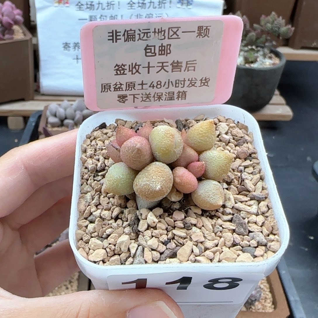 118小辣椒多肉植物