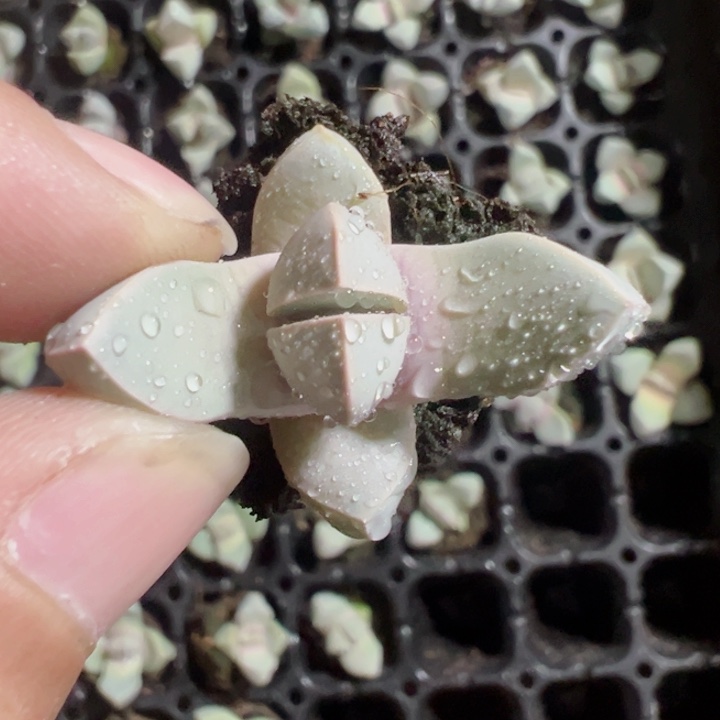 魔玉精品多肉植物大战