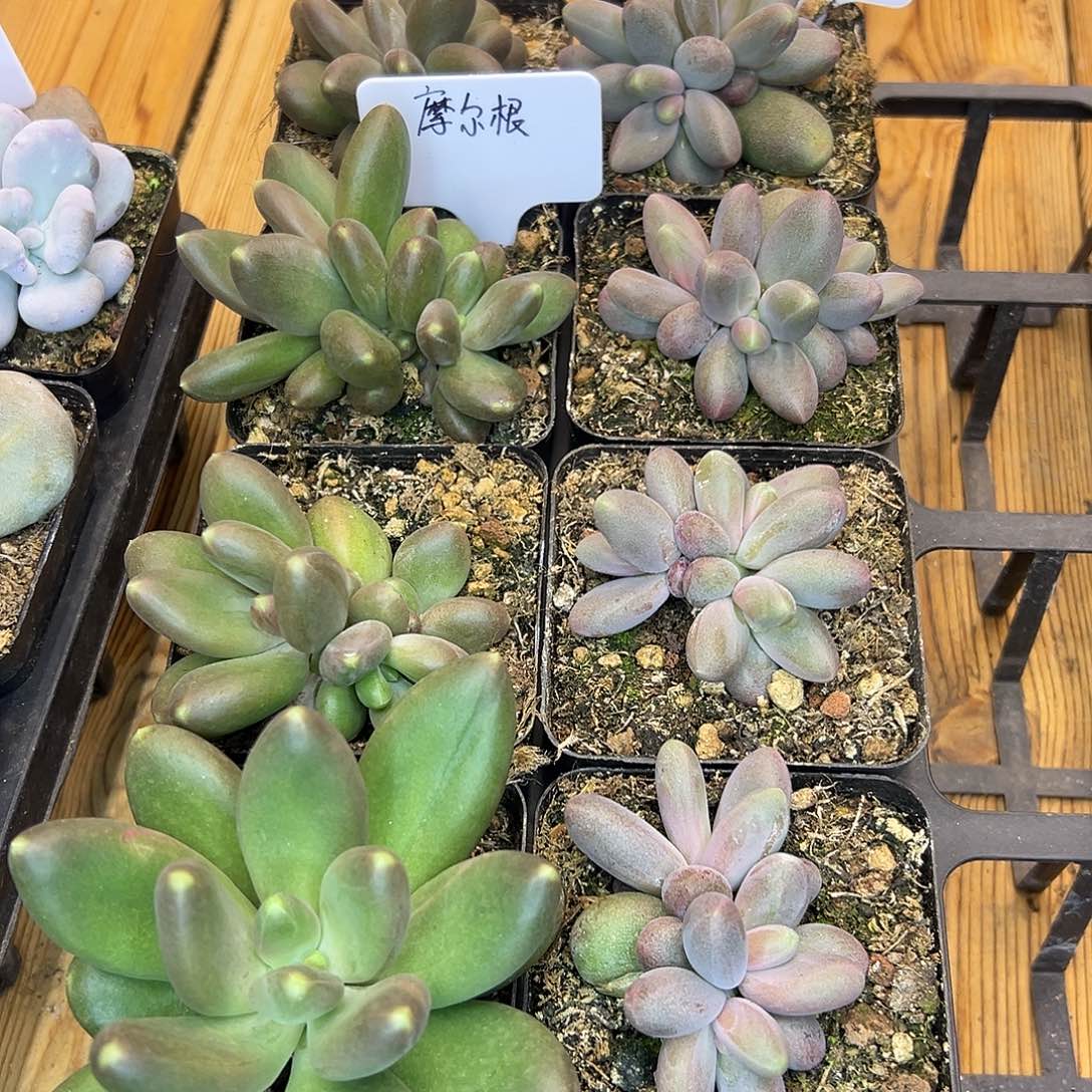 郁***仔4颗摩尔根+4颗日光灯