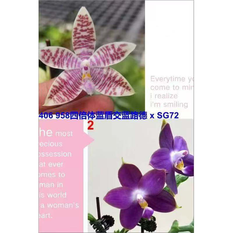 【2颗装、特价不售后】2.5寸 406-苗【叶瑕烂苗、老化根】珍奇蝴蝶兰