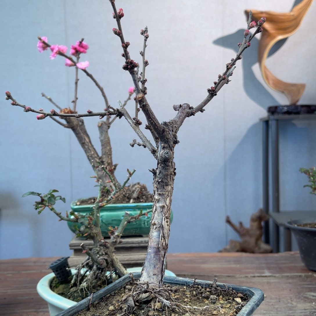 微月季盆景111111毛*虫