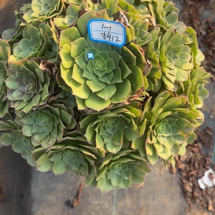 圣罗兰多肉法师不包损12