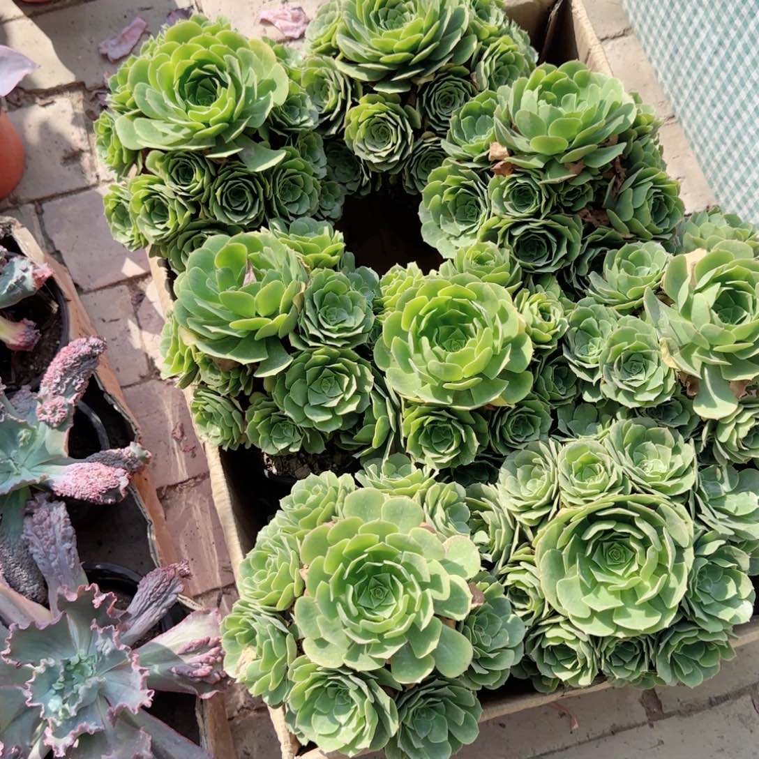 无花朵绿羊绒中号