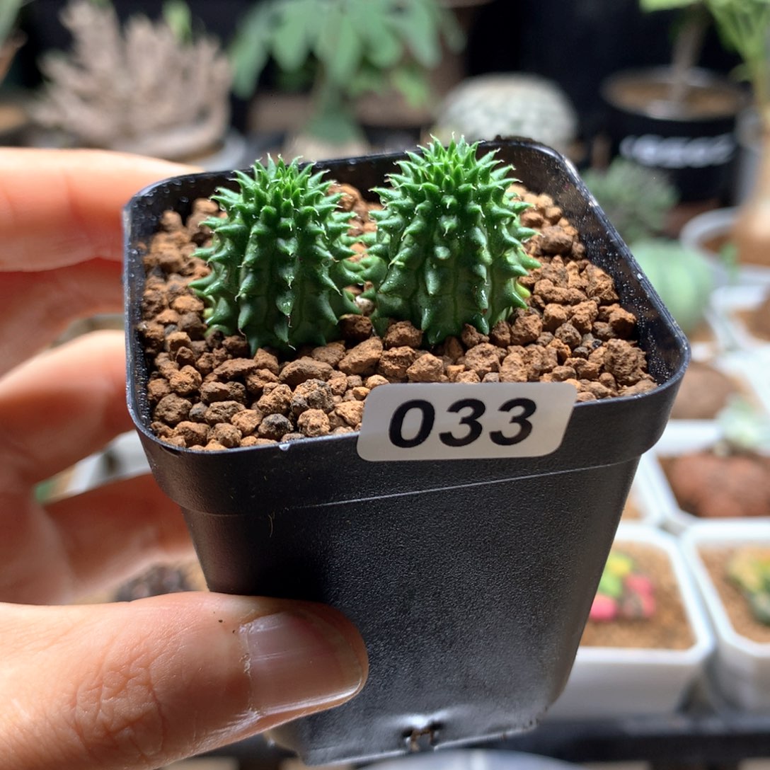 自根海胆大戟带盆033