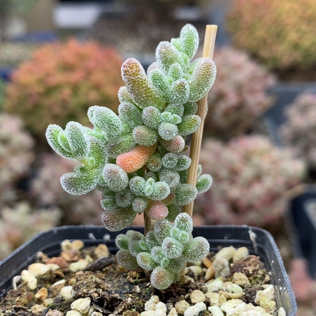 优选冰晶5310枝干番杏