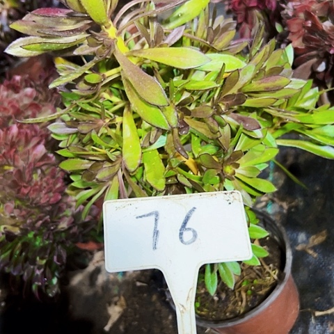 多肉植物黑法师法师