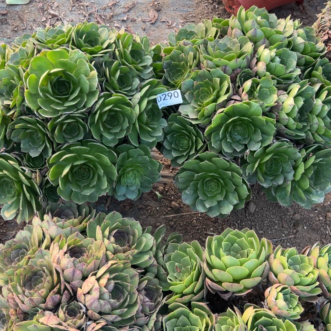 290两颗组合多肉植物法师