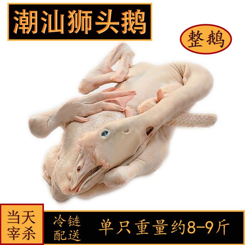 潮兴狮头鹅 散养宠物狮头鹅肉 出壳鹅肉 预包装顺丰包邮散养新鲜