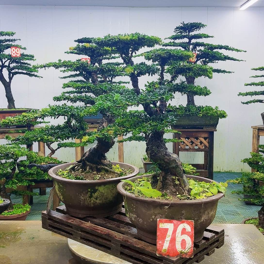完全开放罗汉松盆景艺术