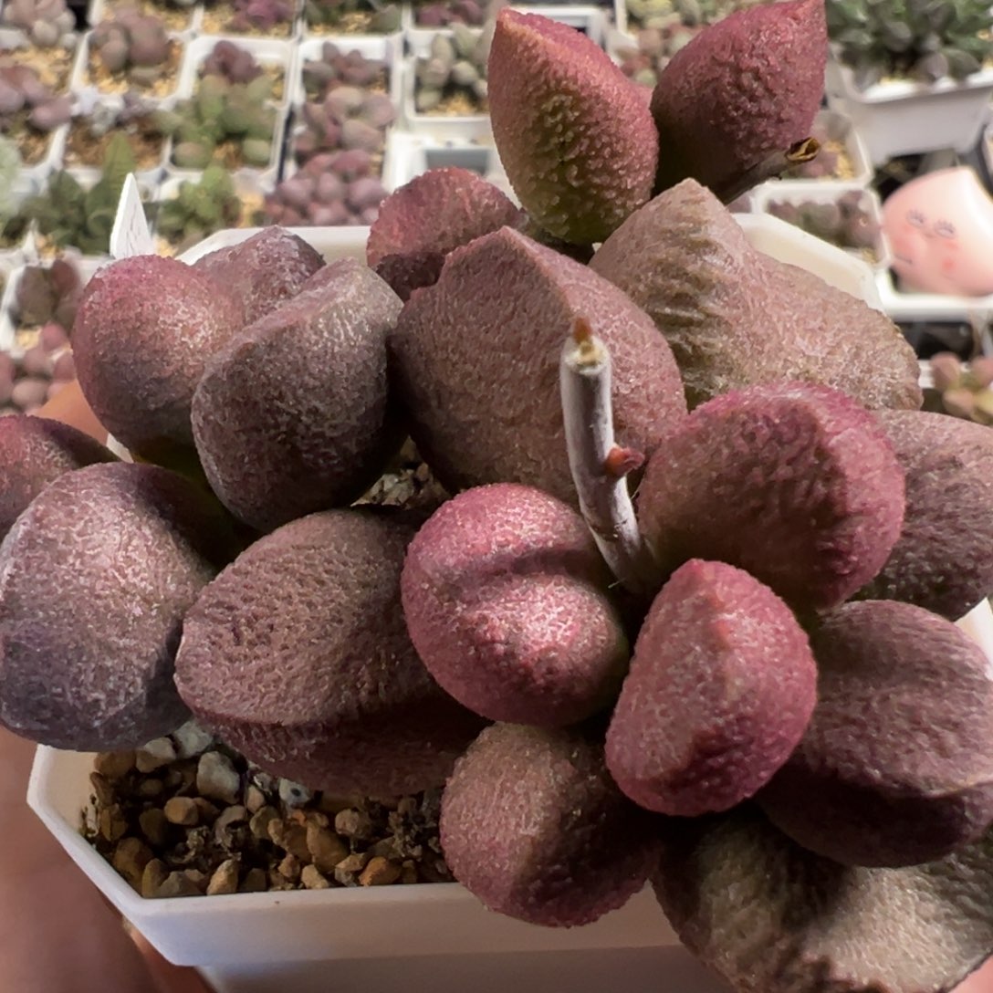 月熙多头纯木质桩多肉植物