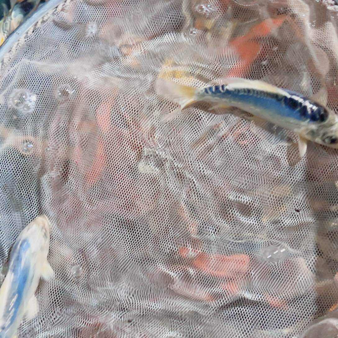 锦鲤锦鲤观赏鱼1111