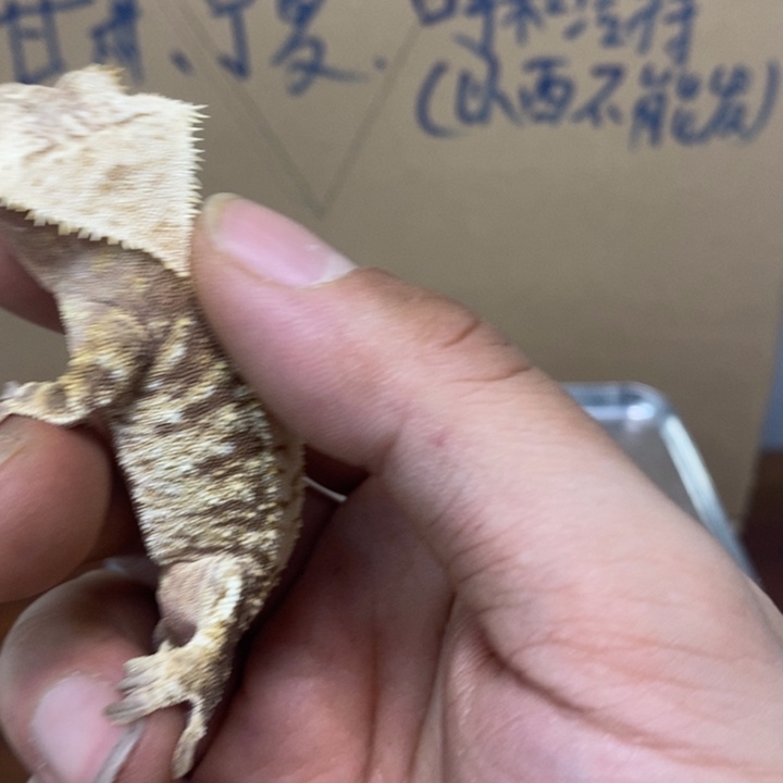 睫角守宫2025.12.12三十三