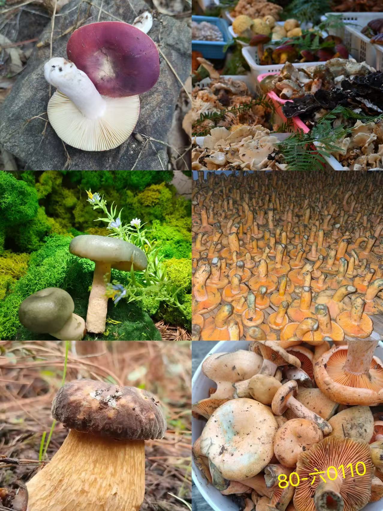 《80》来总专属土特产干羊肚菌-1.2-六0110