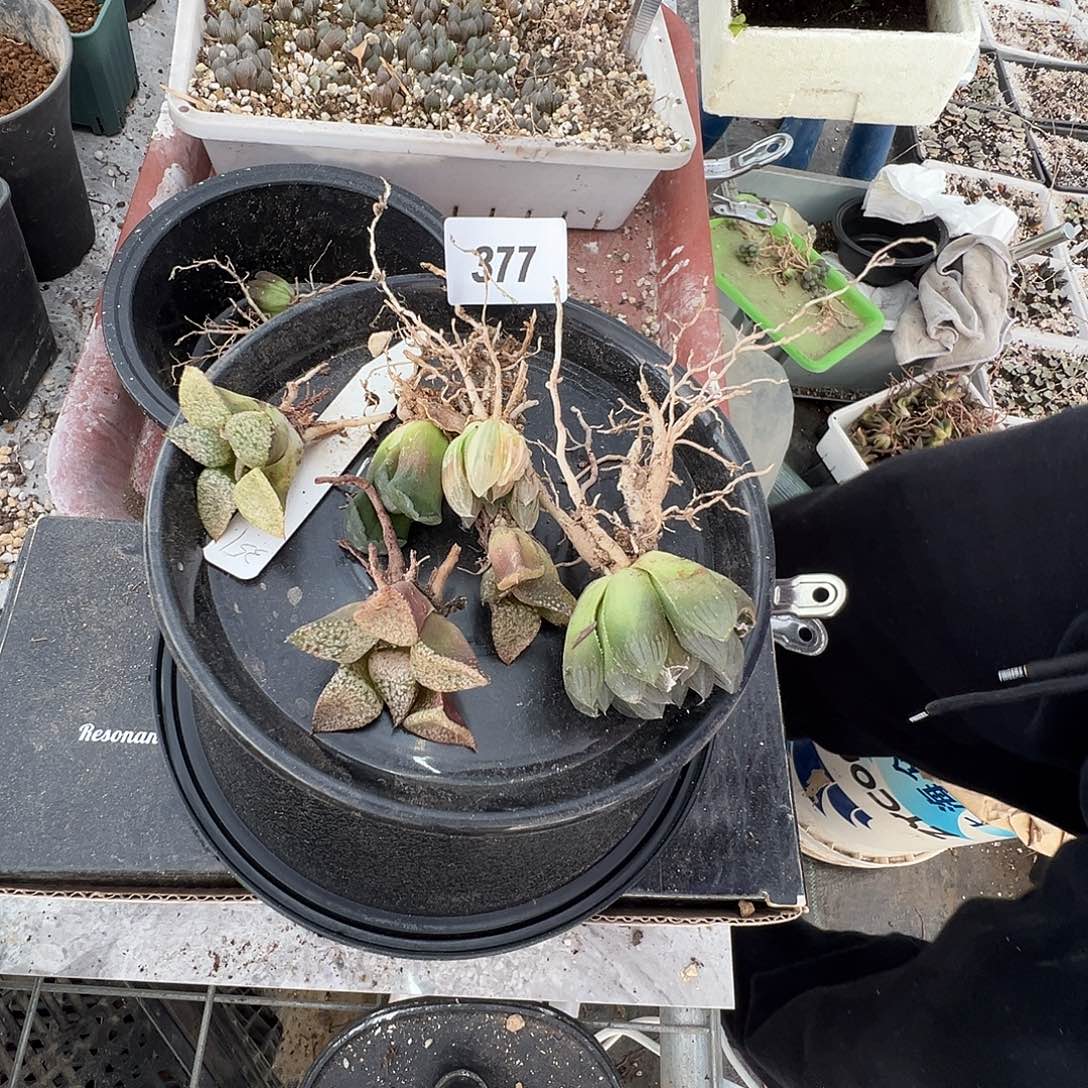 多肉植物专拍植物不退换 一物一拍 377