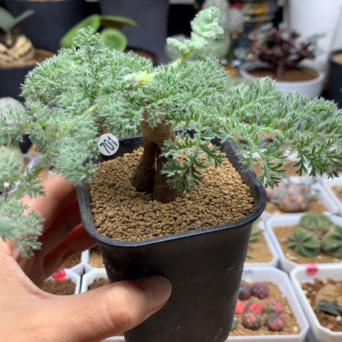 园艺枯木杨葵带盆母本