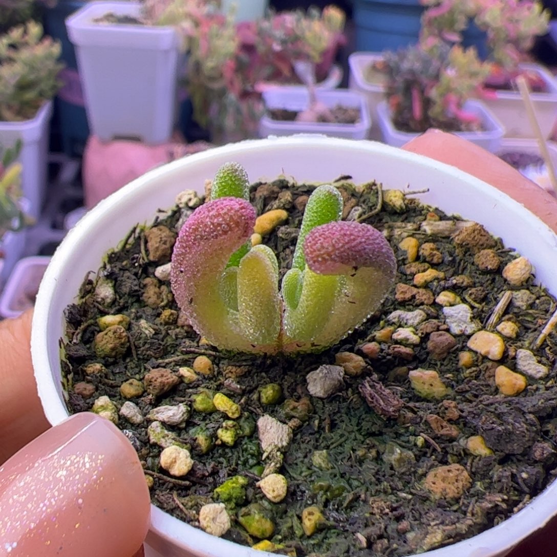 ٭***妖多肉植物枝干钻石黄锦阴阳锦