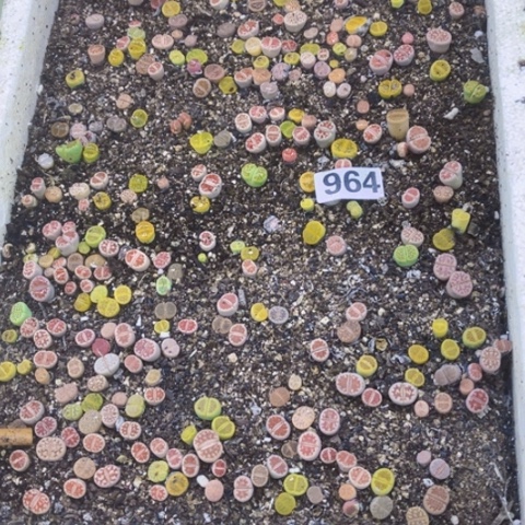 964泡沫箱如图东北不拍