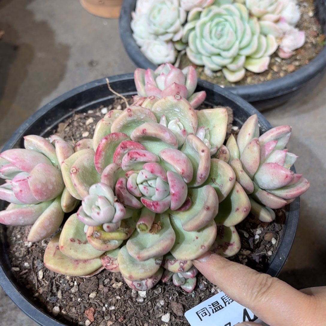 同温层多肉奶油鳄梨440