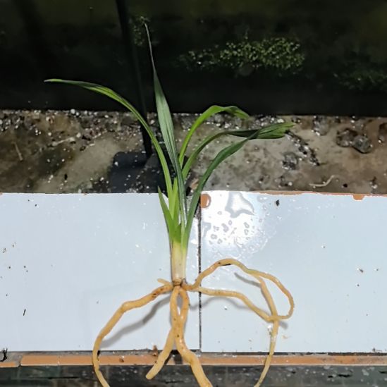 完全开放学林荷引种