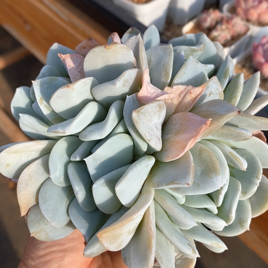 精品多肉一物一拍168