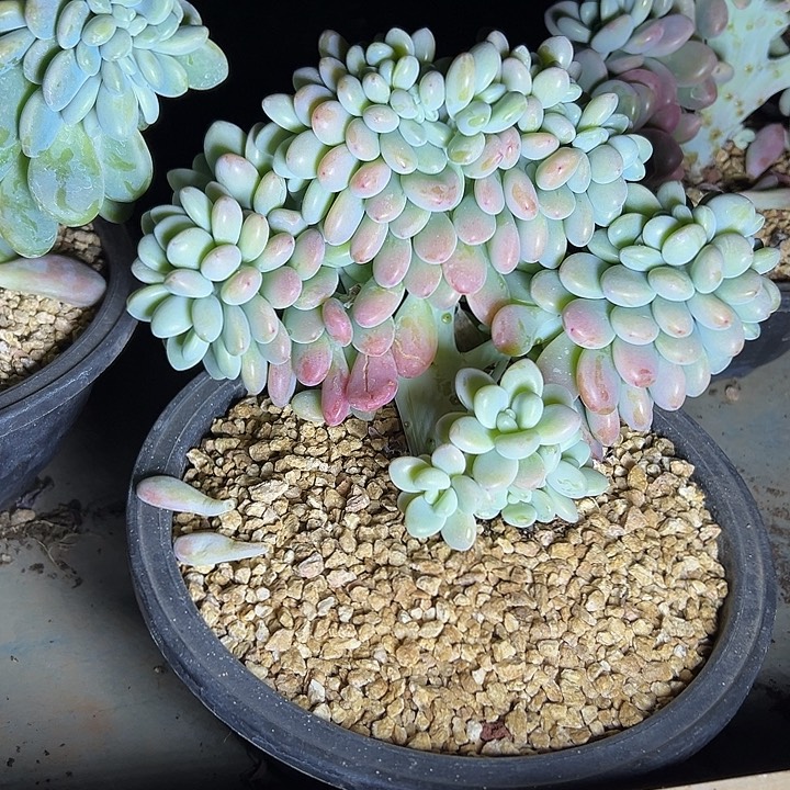 超大洛神群生缀化多肉