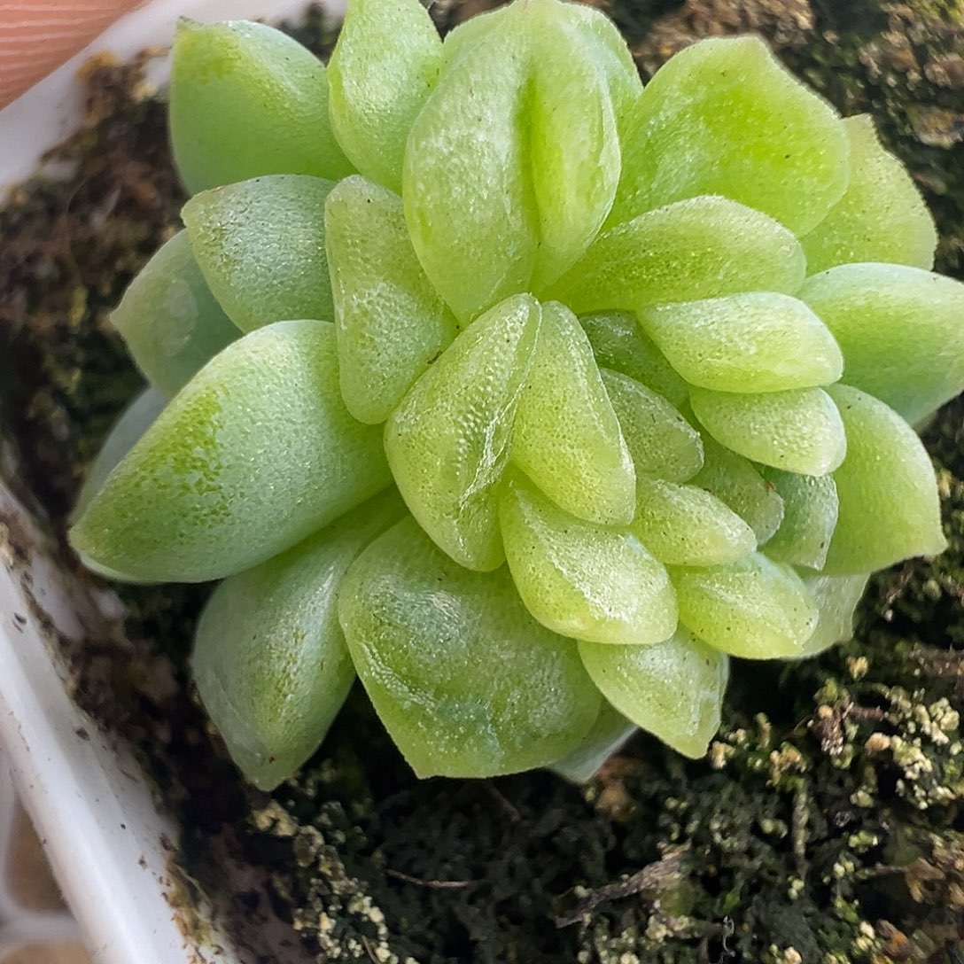 玉芙。疑似缀化。    