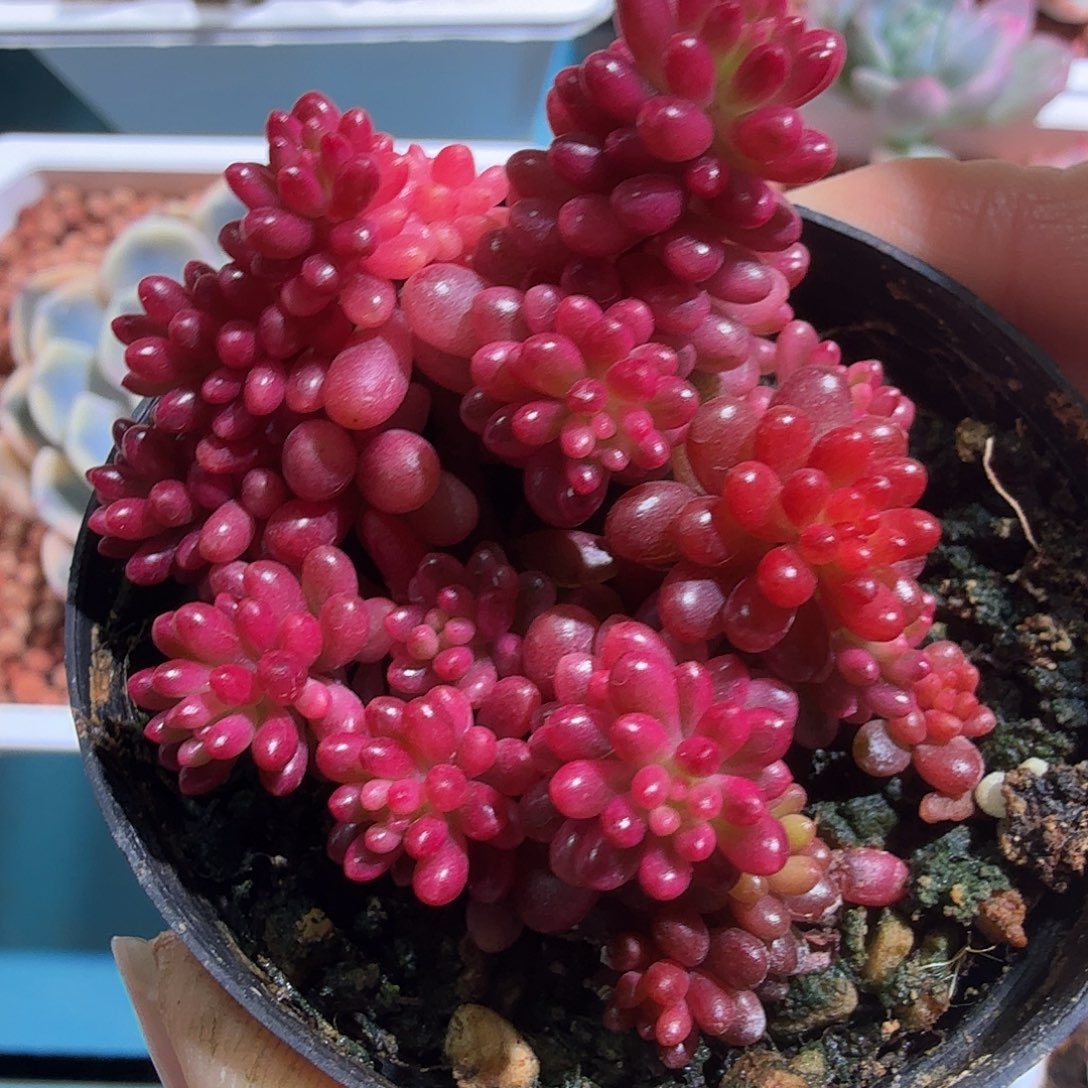 浆果锦，多肉植物