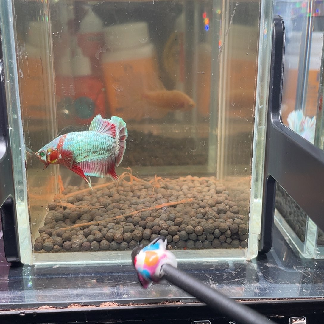 斗鱼绿眼彩金豹子39号