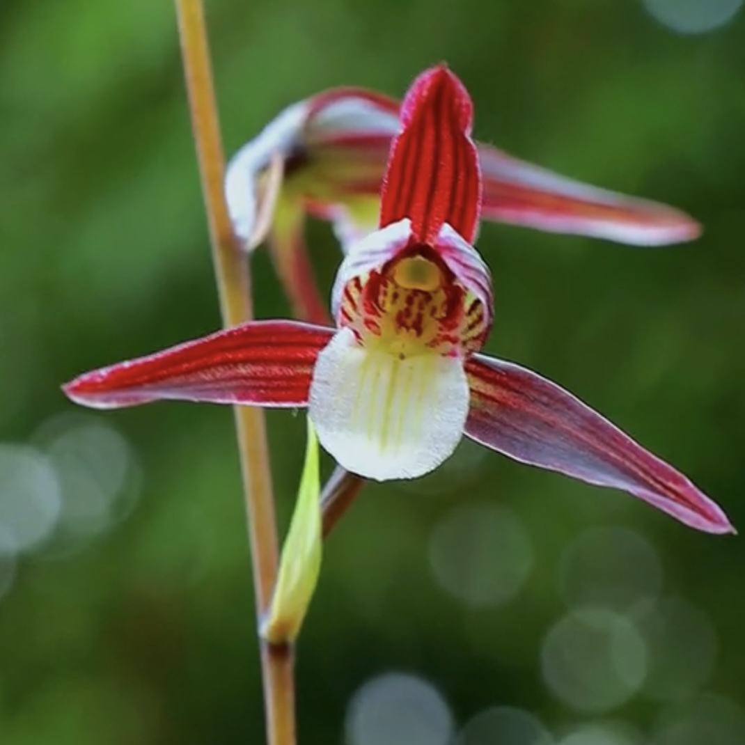 【红花】寒兰名品 兰花老种2苗 花开浓香 好养易活 对版