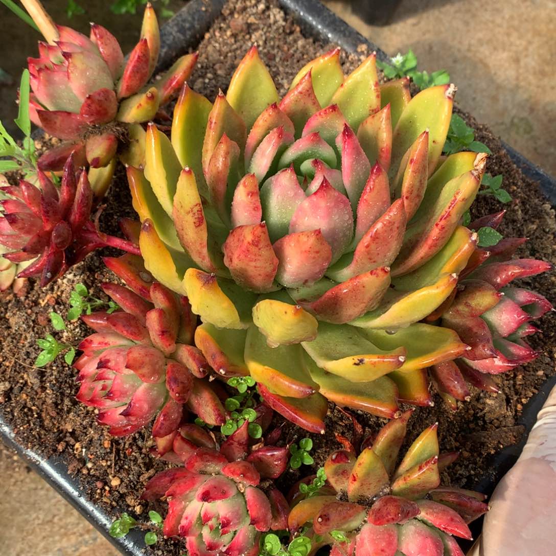 超级弗兰克一物一拍j