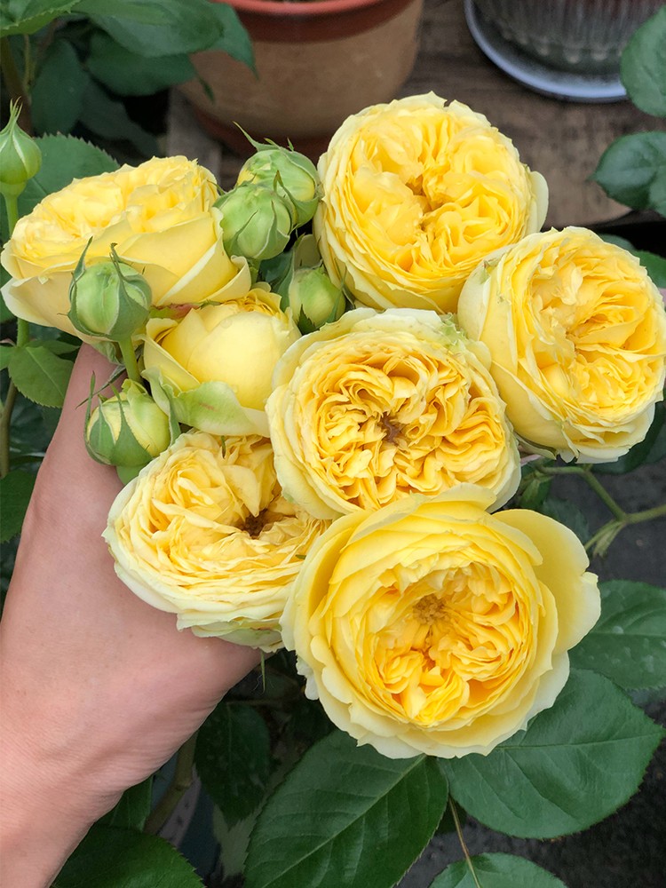 卡特琳娜黄色月季花苗四季开花 大包子花瓣多切花玫瑰苗