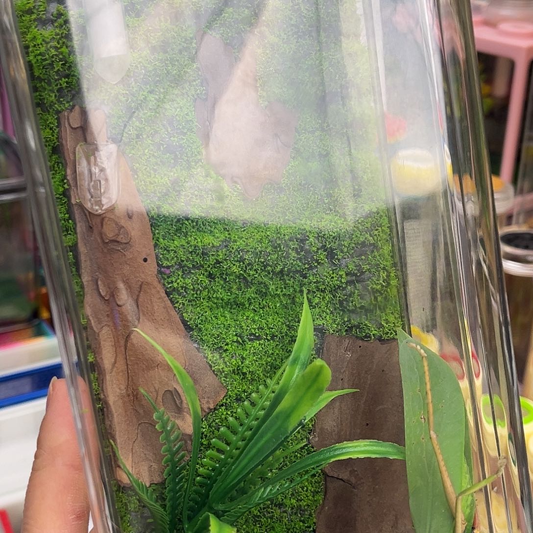 生态箱➕素贝哈哈哈