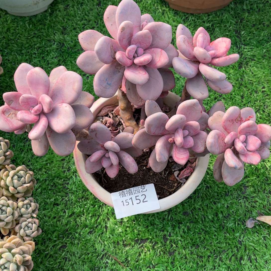 15152桃霜老庄群多肉植物