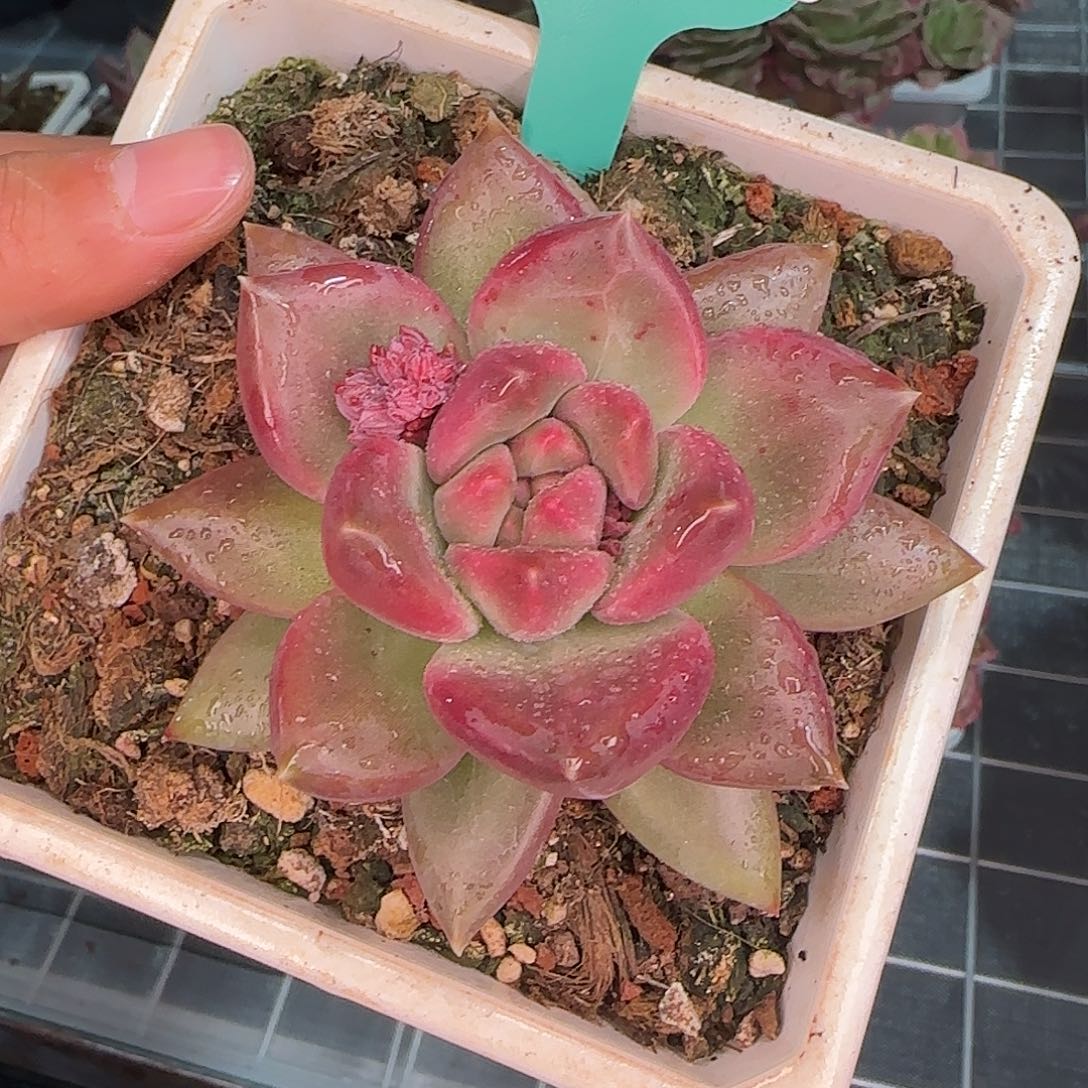 巷**花从前慢甄选多肉编号0123-5