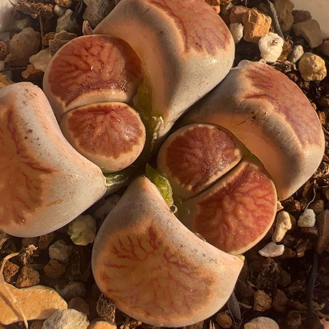 丝绒红窗菊多肉植物百科